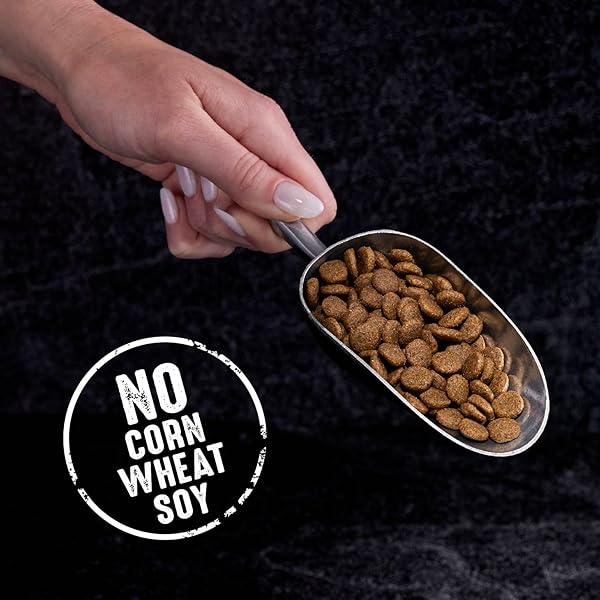 CRAVE GRAIN FREE ADULT HIGH PROTEIN NATURAL DRY CAT FOOD WITH PROTEIN FROM CHICKEN, 10 LB. BAG
