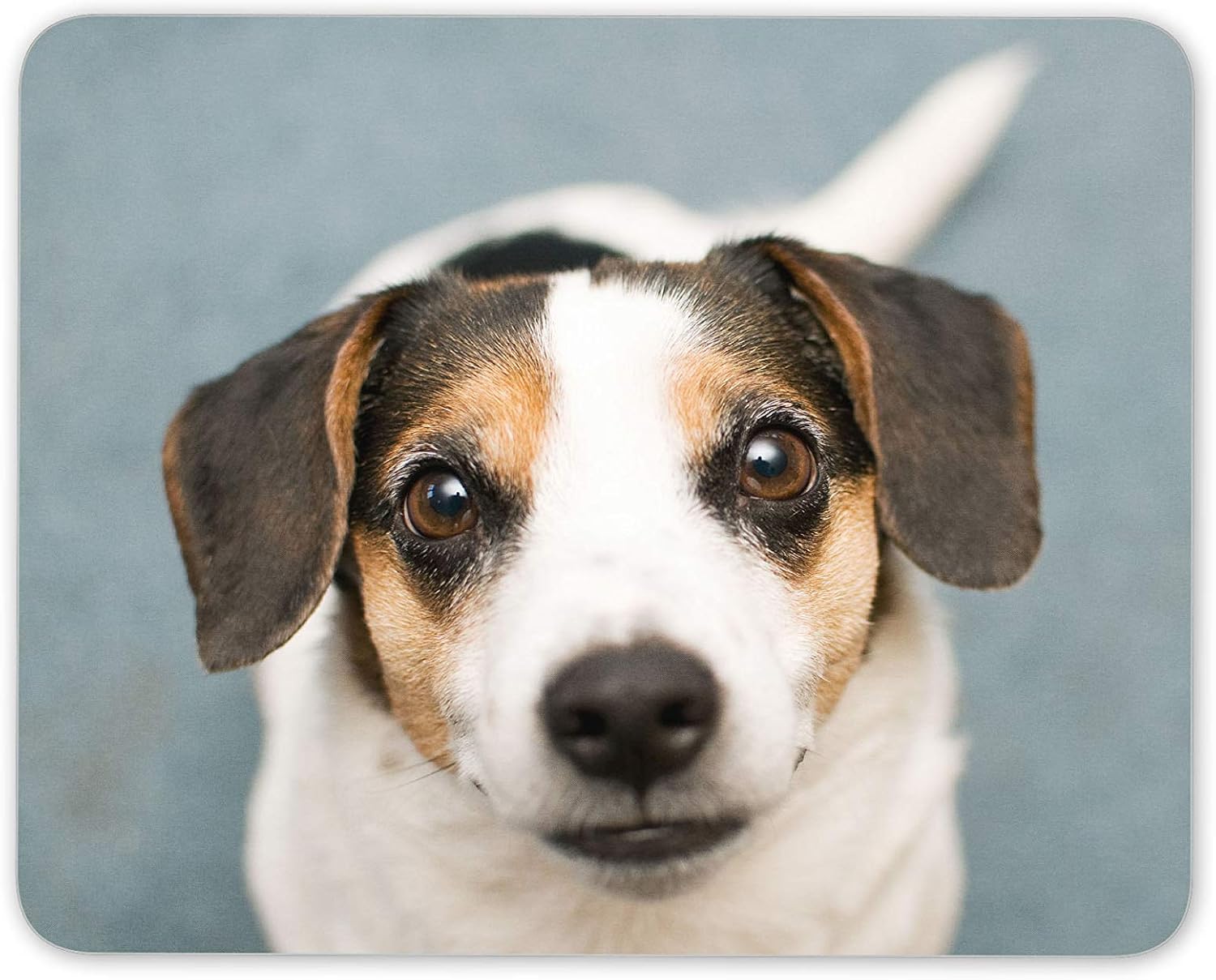 Amazon かわいいジャック ラッセル テリアマウスマットパッド 犬子犬キッズコンピュータギフト Destination Vinyl Mats パソコン 周辺機器 通販