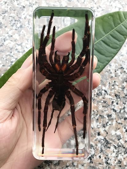 QTMY Biology Science World Collection of Real Insect Specimen Paperweight Texas Paperweights Yellow Scorpion