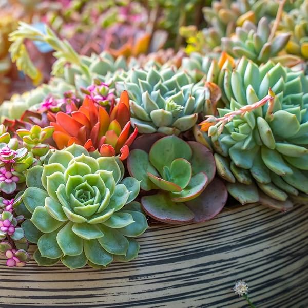 BACK TO THE ROOTS 100% ORGANIC SUCCULENT & CACTI MIX (6 QUART) | MADE IN THE USA | PREMIUM NUTRITION FOR INDOOR AND OUTDOOR PLANTS