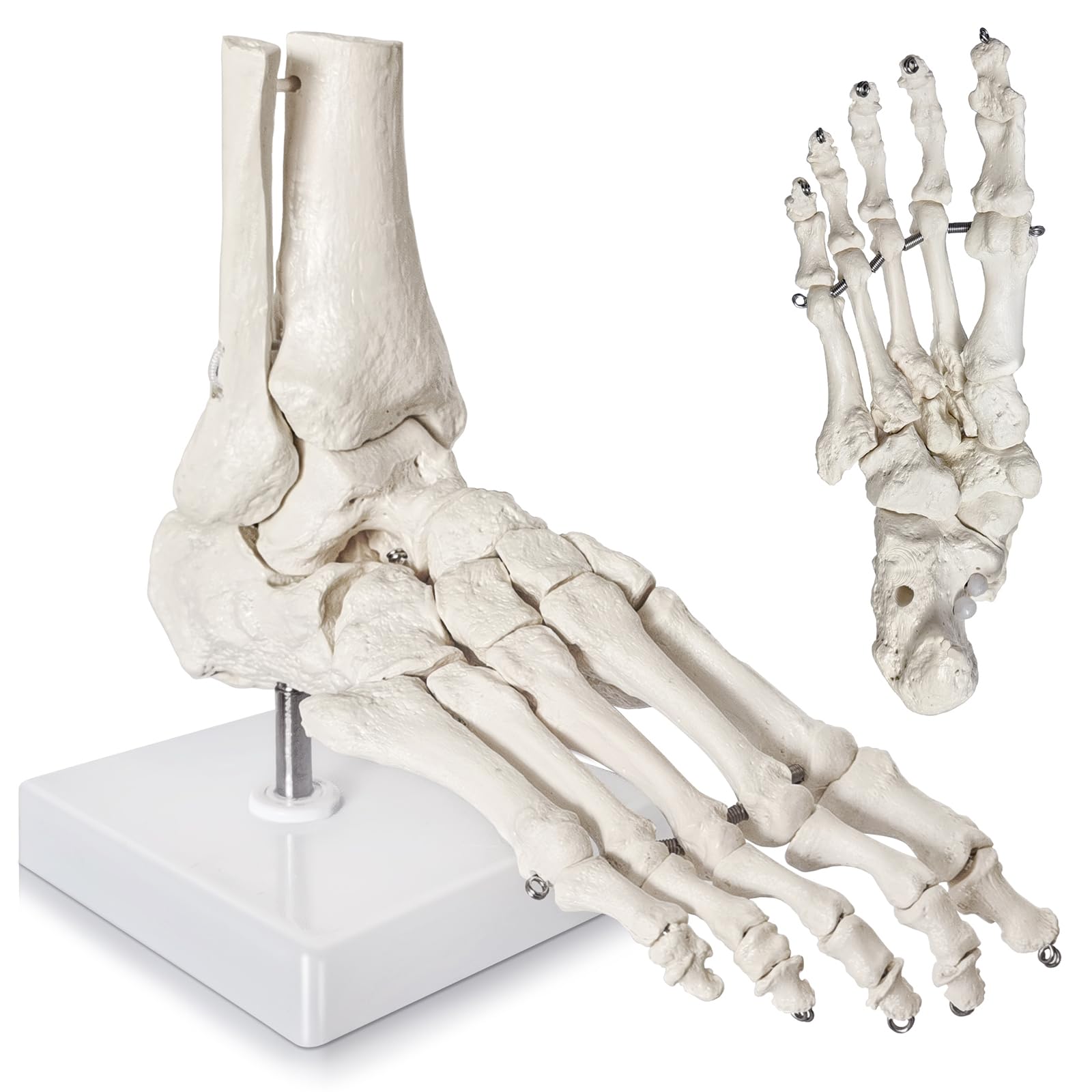 Photo 1 of 2025 New Design Life Size Medical Human Foot and Ankle Model, Anatomy Foot Skeleton Model W/Tibia Fibula, Right, Fully Articulated, Human Skeleton Model for Medical Study & Science Classroom