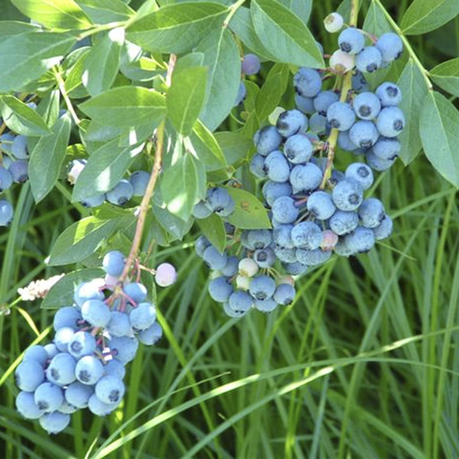Liberty Blueberry (Vaccinium), Live Bareroot