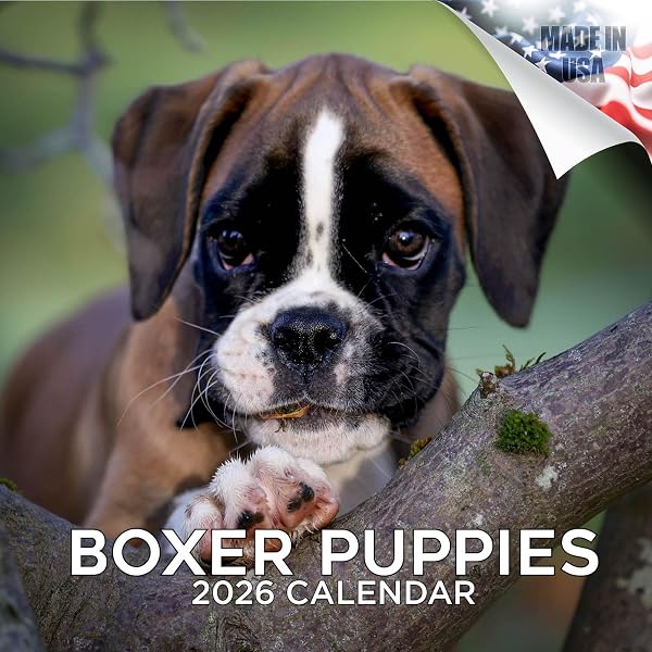 Calendario 2024 De Cachorros Boxer, Calendario De Pared Cuadrado, 16 Meses Baker And Bray