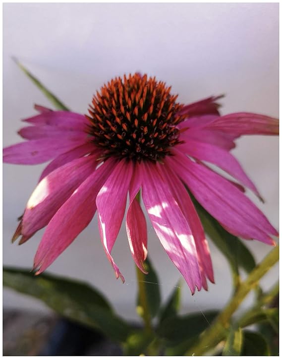 6 ECHINACEA 'PRIMADONNA DEEP ROSE' MEDIUM PLUG PLANTS HARDY PERENNIAL