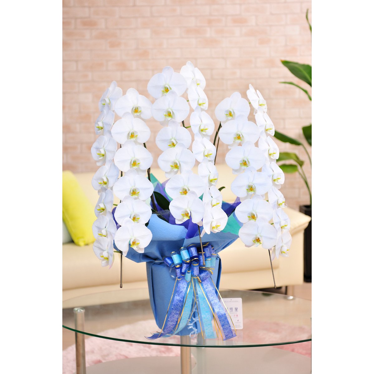 楽天市場 カラー胡蝶蘭 彩 Irodori 3本立36輪以上 空 B07cnqtj8b 安い購入 Lampas Dk