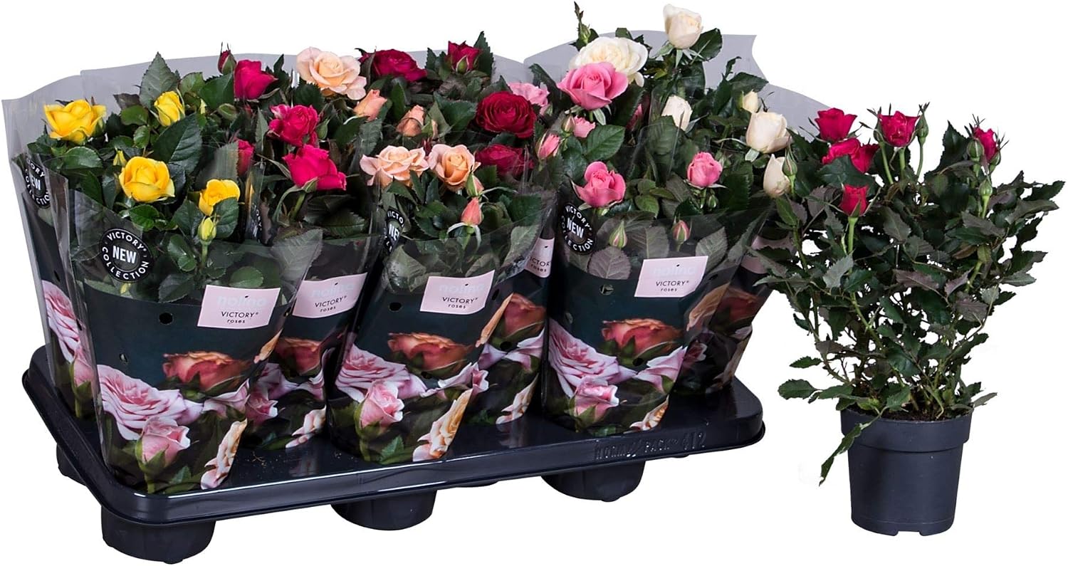 Rosal Mini Bandeja de 10 Unidades de Rosas con Flores de