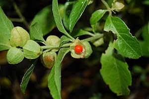 RAJ GARDEN PLANTS Ashwagandha Live Plant (Multicolour)