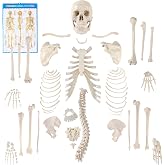 Disarticulated Human Skeleton, Human Skeleton Model for Anatomy 62&rdquo; Height | Houseables Anatomy Model, Anatomically Correct, Physiology Bones, Skeletal System, Full Life Size, Anatomical, Study, Class
