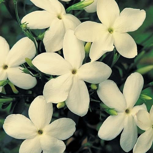 Gemini_mall® 100pcs White Jasmine Flower Seeds, Fragrant Home Garden