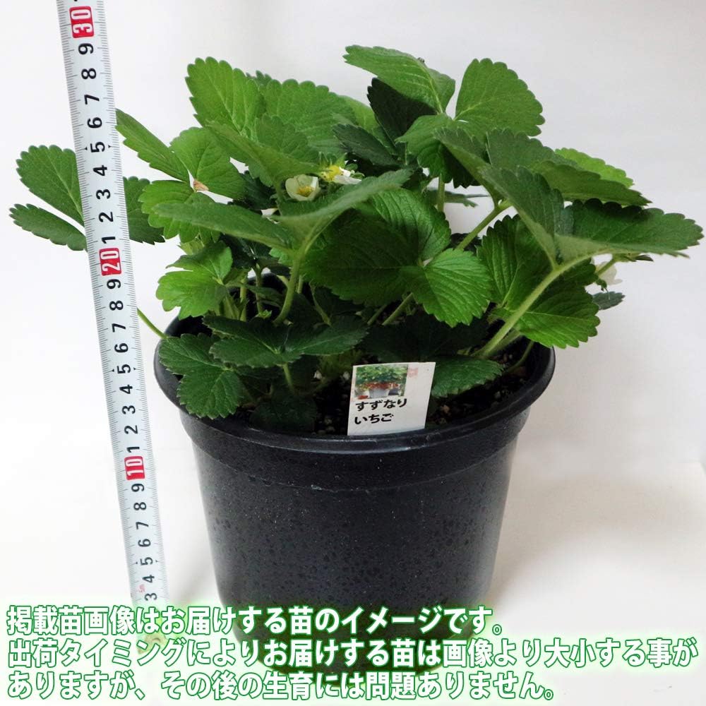 Amazon いちご苗 すずなり大実いちご 野菜苗 18cmポット大苗 1個 肥料 すずなりいちご に大実タイプ新登場 四季成り性で収穫期間が長く高糖度で 家庭菜園でもしっかりとれる 甘くて香り抜群で育てやすくて沢山成る大実いちごです 甘味 酸味 風味 が