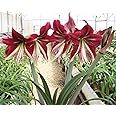 Ruby Star Amaryllis | Red and White Bare Root Bulb | 28-30 cm | 16-24" Tall | 2-3 Stems | Vibrant Floral Display | Ideal for Indoor & Outdoor Planting
