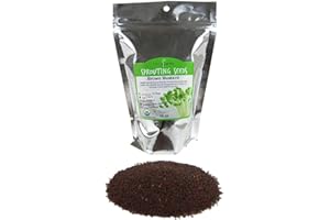 HANDY PANTRY Organic Brown Mustard Sprouting Seeds: 1 Lb - Hot Mustard Seed: For Spices, Sprouts, Microgreens, Making Gourmet Mustard, More