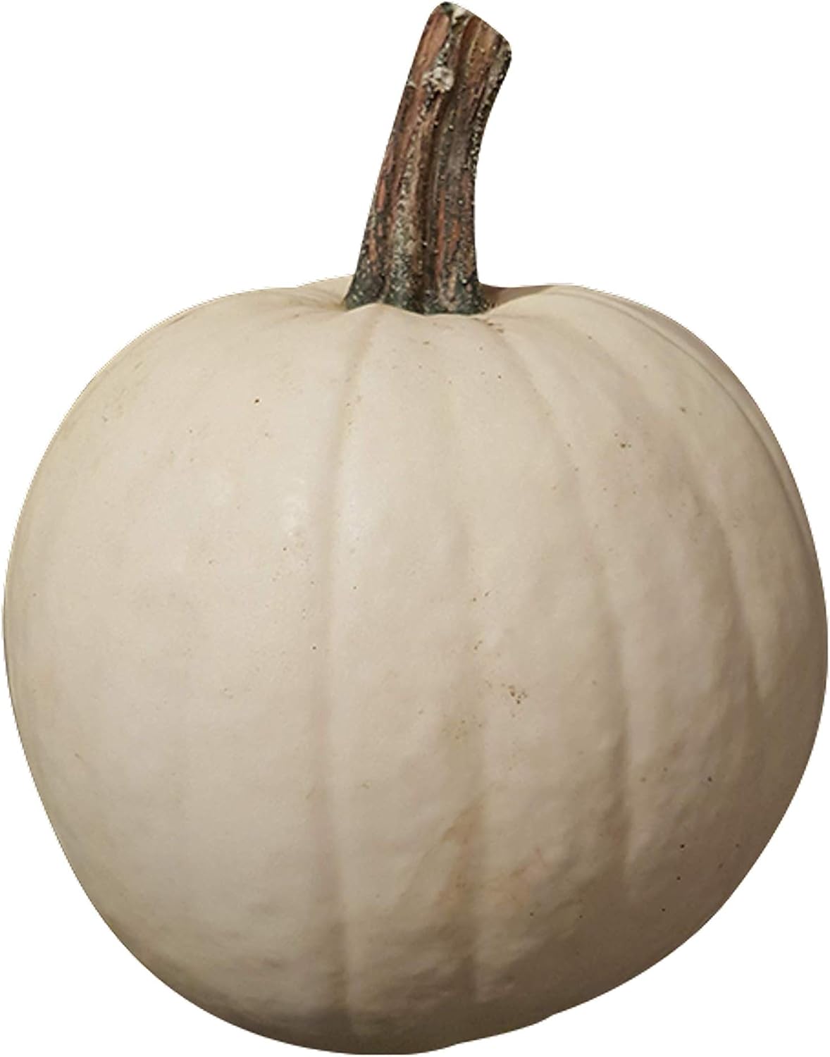 5 kleine weiße Casper Kürbis | ca. 10-15 cm Durchmesser | weißer