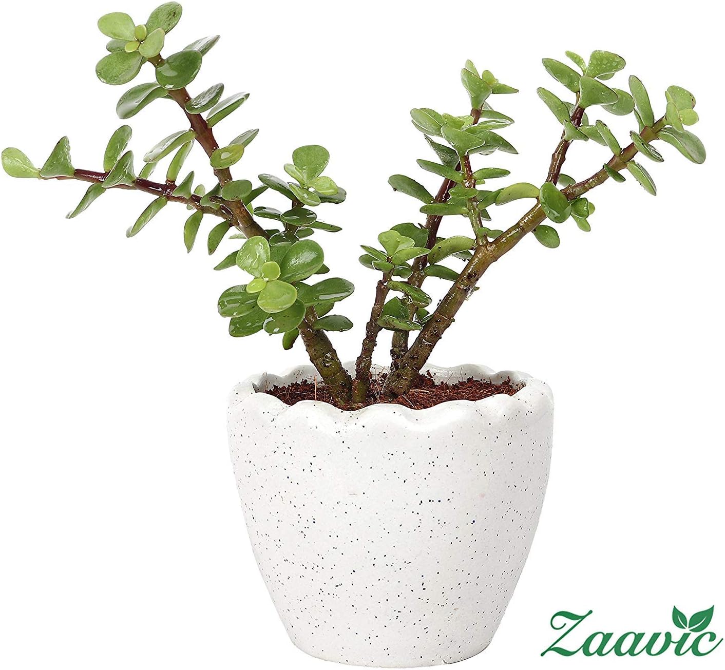 Zaavic Good Luck Jade Plant In Round Ceramic Pot