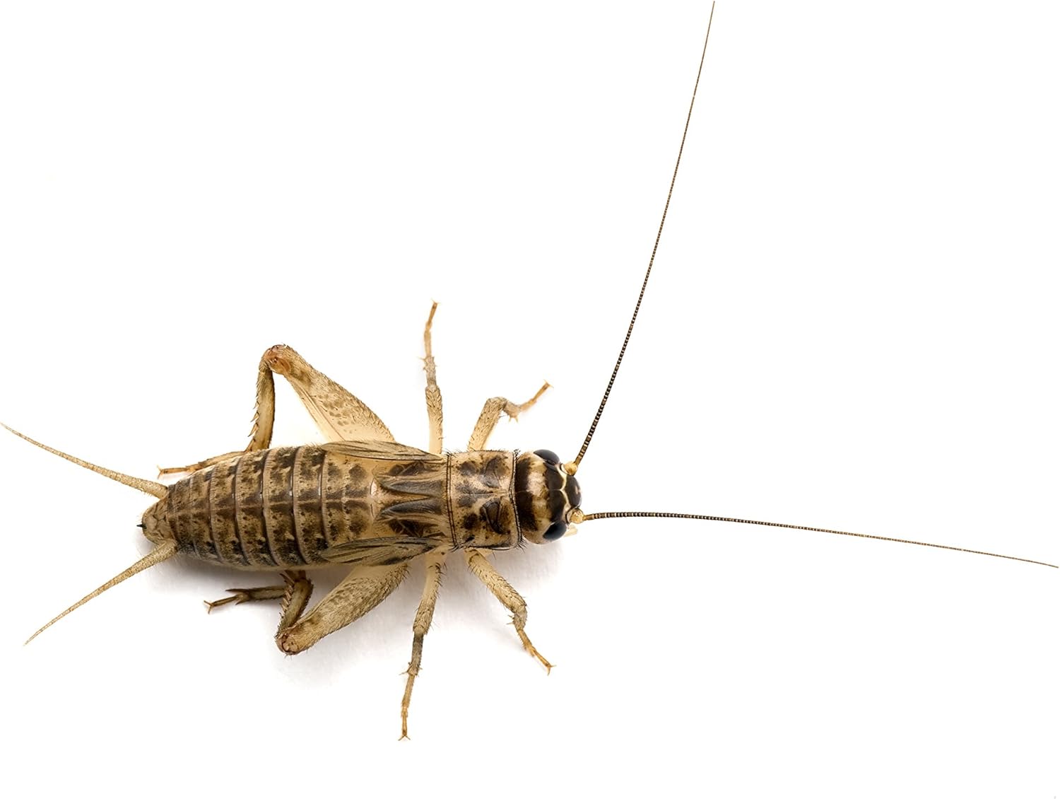 Amazon Com 250 Count Live Feeder Crickets 1 2 Everything Else