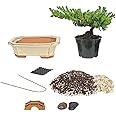 Eve's Bonsai Tree Starter Kit, Complete Do-It-Yourself Kit with 6 Year Old Japanese Juniper !!! Cannot Ship to CA California & HI Hawaii !!!