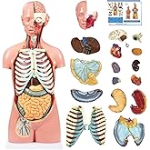 Human Torso Anatomy Model, 33.4" 19 Part Removable Life-Size Model with Heart Brain Visceral Organ Muscular Layers Bone Vessels Nerves Includes Product Manual for Medical Scientific Education
