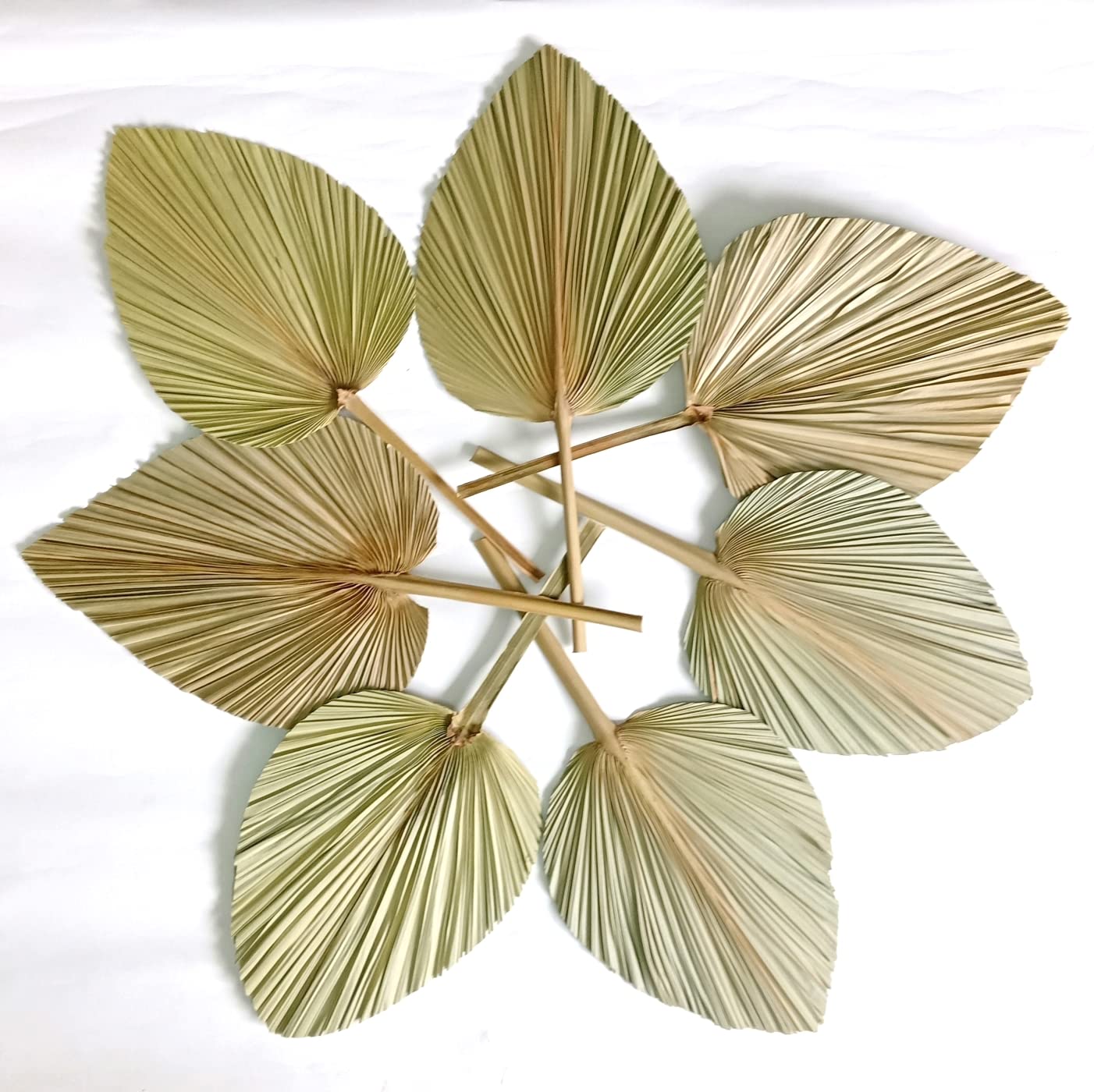 Dried Palm Leaves,Natural Flower Palm Leaf Fan,Art Wall Decor,Wedding Decor (7)