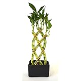 9GreenBox - Lucky Bamboo - 8 Braided with Black Ceramic Vase
