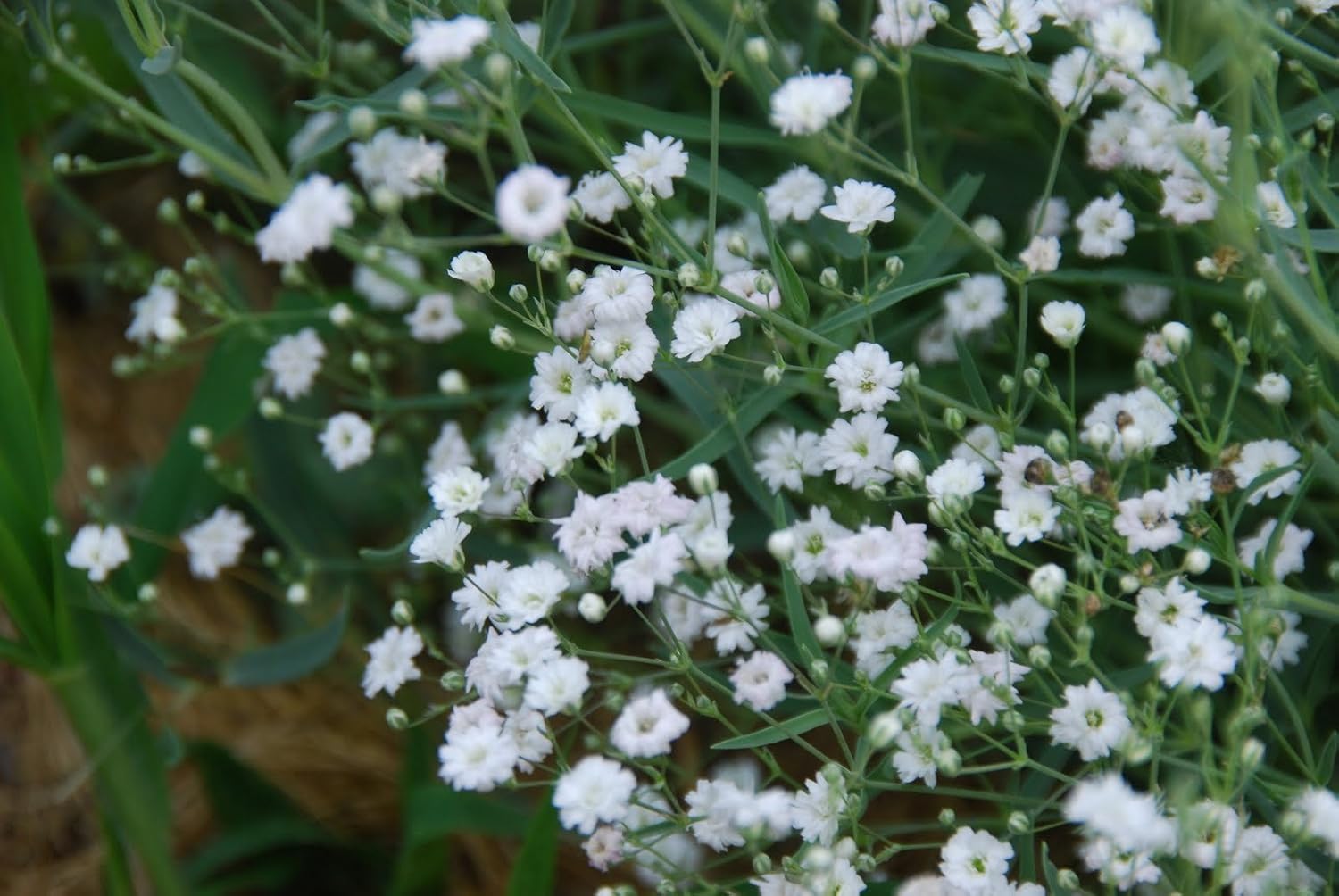 Gypsophila 'Bristol Fairy' baby's breath x 4 plants Amazon.co.uk