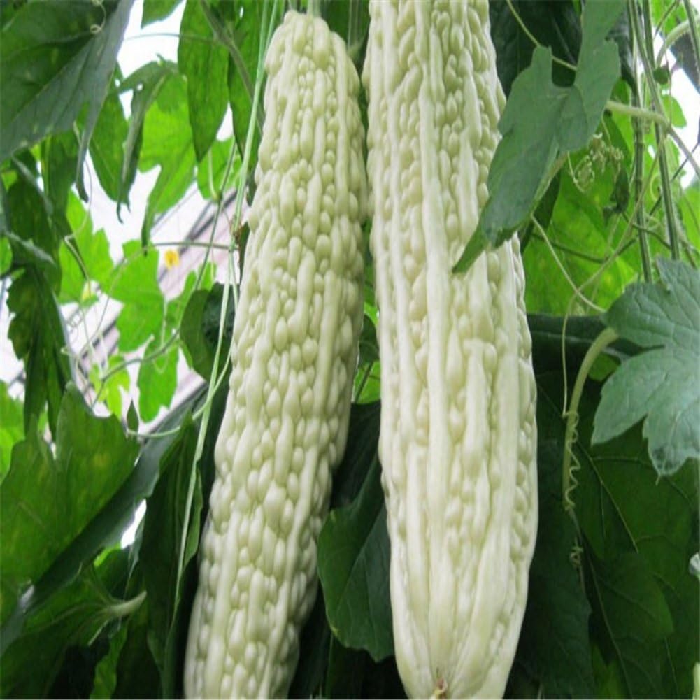 Bornbayb Bitter Gourd Seeds Pumpkin Vegetable Seeds Momordica Charantia Seeds Garden Organic Seeds Easy to Plant for Garden