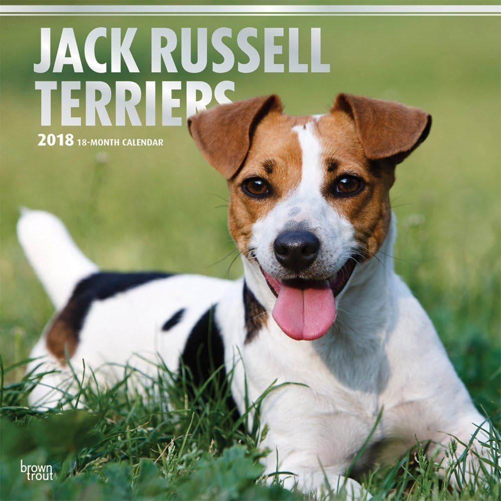 Amazon Jack Russell Terriers Dogs Wall Calendar 2018 FUNNY jg amazon-jack-russell-terriers-dogs-wall-calendar-2018-funny-jg