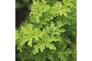 DICHMAG 1000+ Citronella Plant Seeds for Planting Outdoors - Organic - Non-GMO Citronella Grass Perennial Herb