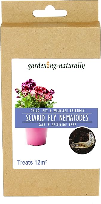 Sciarid Fly Nematodes - Organic Treatment For Fungus Gnats & Compost Flies (Covers 10 Sqm)