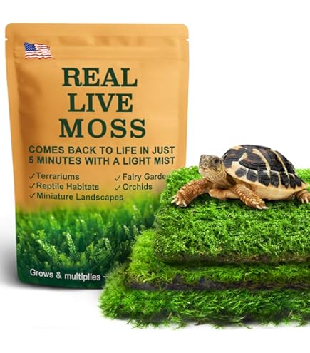 Amazon.com : Real Live Hypnum Moss (8