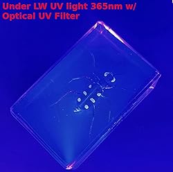 44mm Real Indonesian Tiger Beetle in Crystal Clear