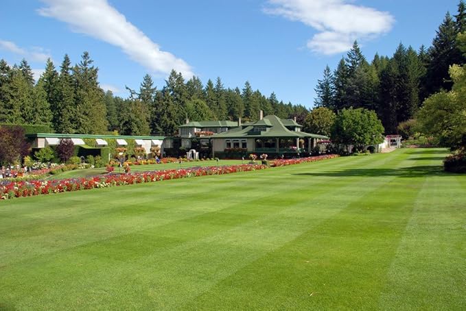 Nelesa Gardening Lawn Grass 10000 Seeds