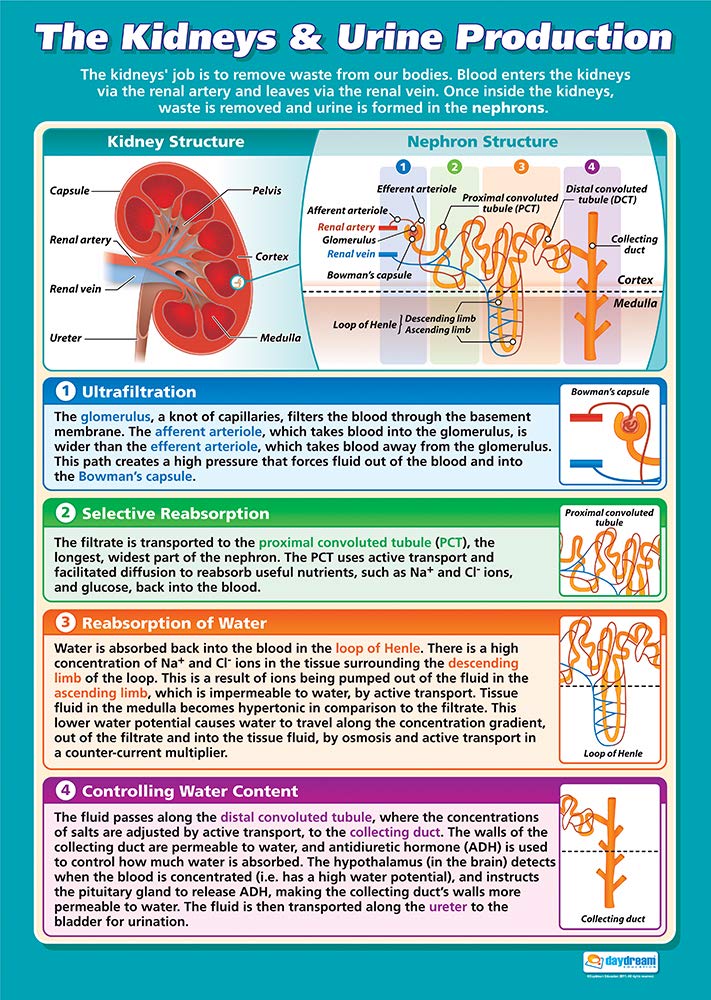 Daydream Education The Kidneys & Urine Production | Science Posters | Gloss Paper measuring 850mm x 594mm (A1) | Science Charts for the Classroom | Education Charts