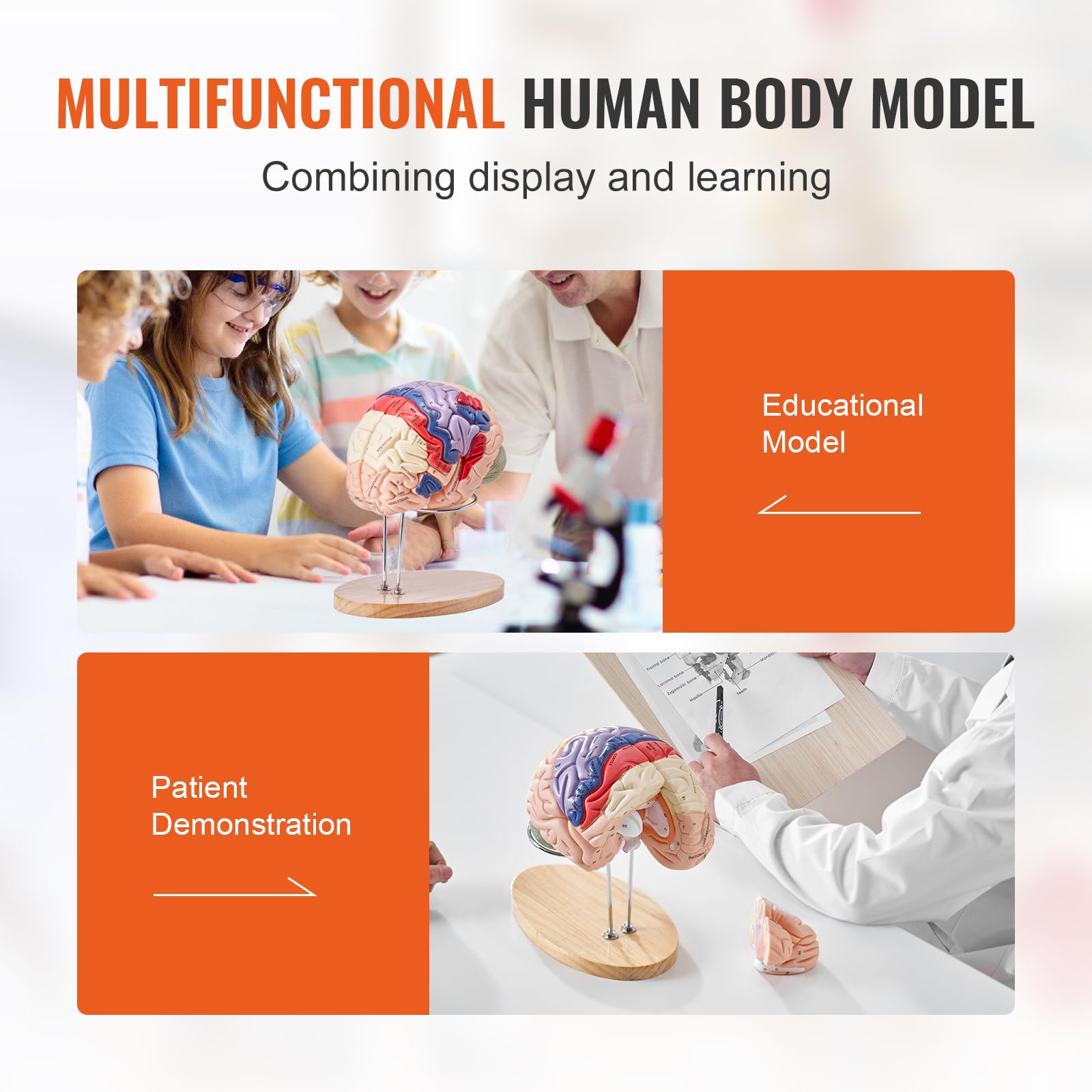 Mua VEVOR Human Brain Model Anatomy 9-Part Model of Brain w/Labels ...