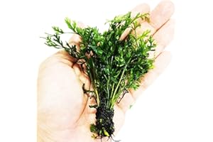Planterest – "Mini Bolbitis" Bolbitis Heteroclita Difformis Bunch Live Aquarium Plant Decorations BUY2GET1FREE