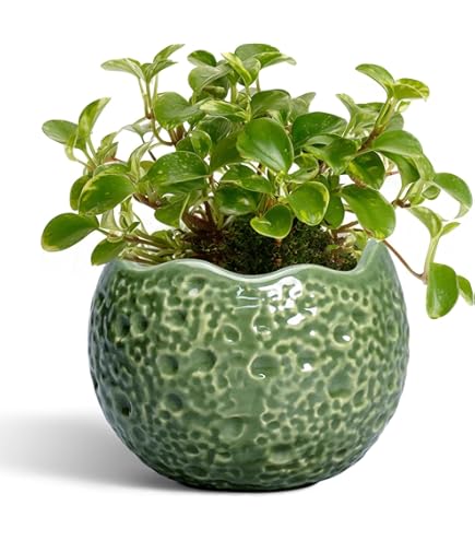 SRLSTRAIGHTTYPE PLANT POT-Lvaliemカタチ製作所 Amazon.com: 兼弥産業 Kanemi Industrial Slit Pot CSM-210 Moss Green