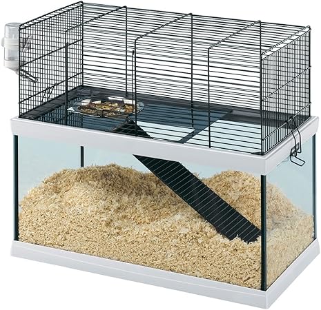 british bulldog teddy