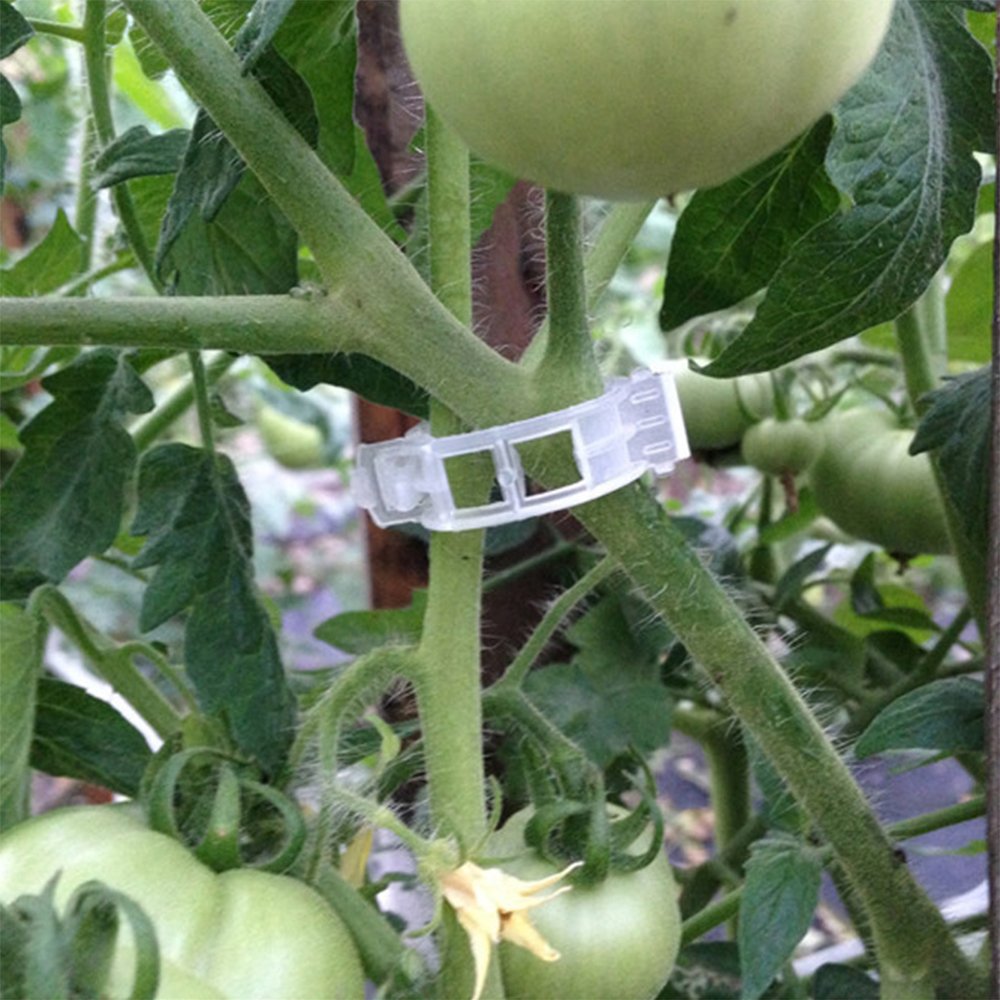 AZX Clips para plantas y vid para invernadero de jardín, tomate ...