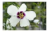10 Seeds White Hibiscus Kenaf Flower Attracts