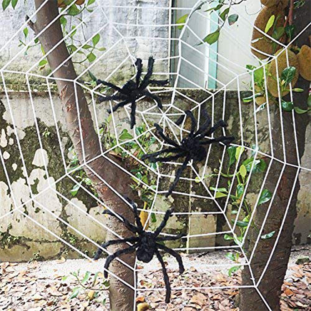 hairy spiders with spider web