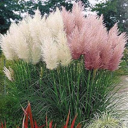 300pcs Pampas Grass Seeds Plant Home Office Ornament Garden Bonsai Diy Decor Hudiemm0b Pampas Seeds