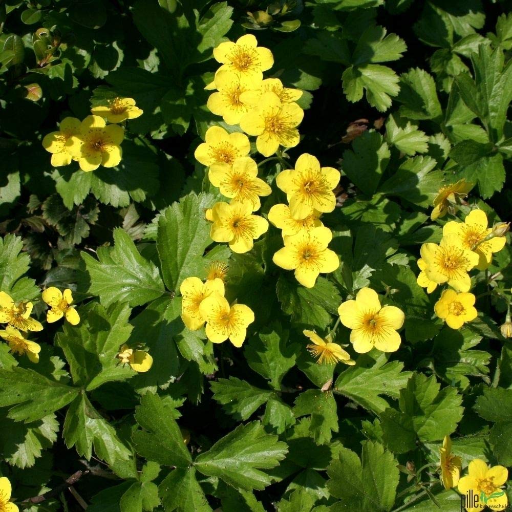 Waldsteinia ternata Golderdbeere Waldsteinie Bodendecker winterhart im