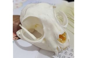 EGEN The cat Skull Taxidermy Supplies Art Bone Vet Medicine Science Education 1:1