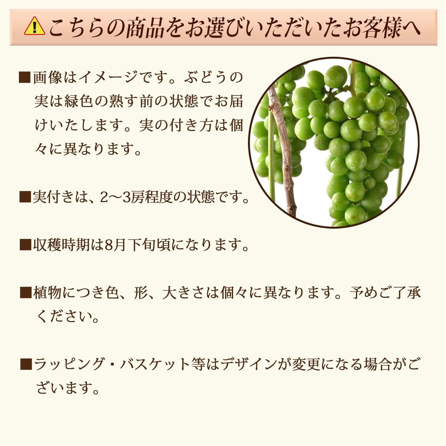 Amazon 花のギフト社 ブドウ鉢植え ぶどう鉢植え 葡萄鉢植え ブドウの木 葡萄の木 ぶどうの木 果物の木 花 観葉植物 フラワーギフト オンライン通販