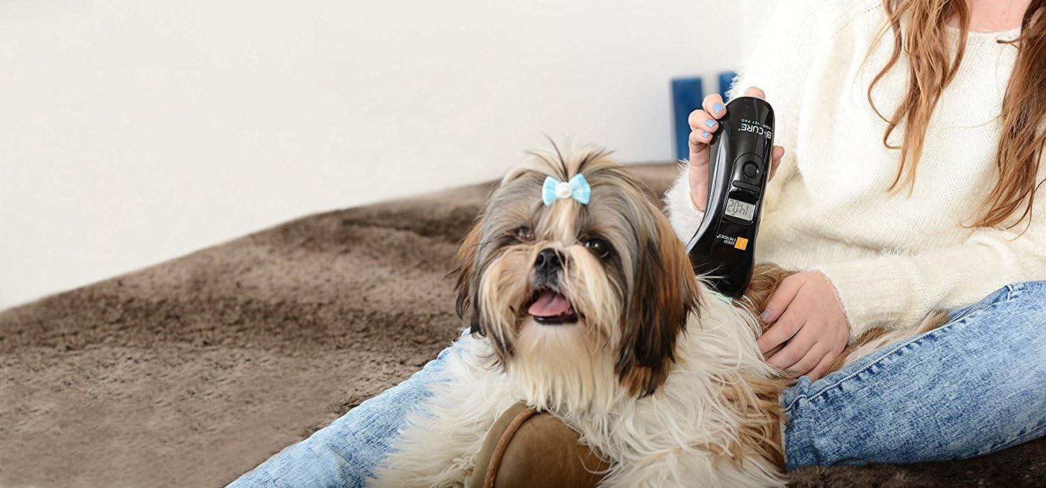 cold laser therapy for dogs cost