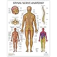 Anatomy Lab Laminated Spinal Nerves Poster, 17.3 x 22.5 Inches