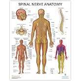 Anatomy Lab Spinal Nerves Laminated Poster | Detailed Human Nervous System Chart with Labeled Nerve Pathways for Medical Study, Classroom