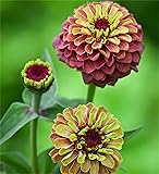 zellajake Rare Flower Seeds Plant Seeds 200 Pcs