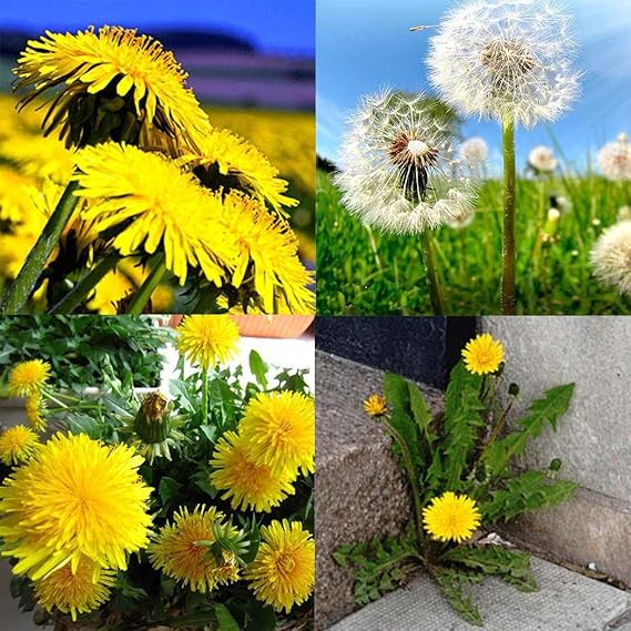 Qulista Samenhaus - 50pcs Löwenzahn Samen Blumensamen Taraxacum officinale Bio-Saatgut, geeignet für Terrase/Blumenbeet/Balko