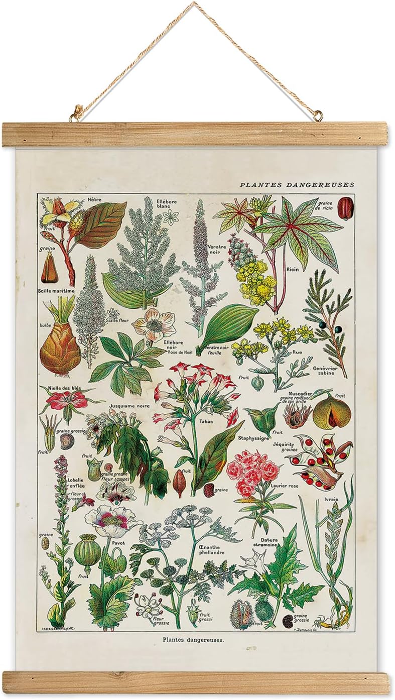 Wall Décor - XIAOAIKA Vintage Botany Poster Hanger Frame, Retro Style Wall Decor Art Painting, Patterns are Printed on Linen Without Fading, Scrolls Made of Fir are Durable (16 x 23 inches)
