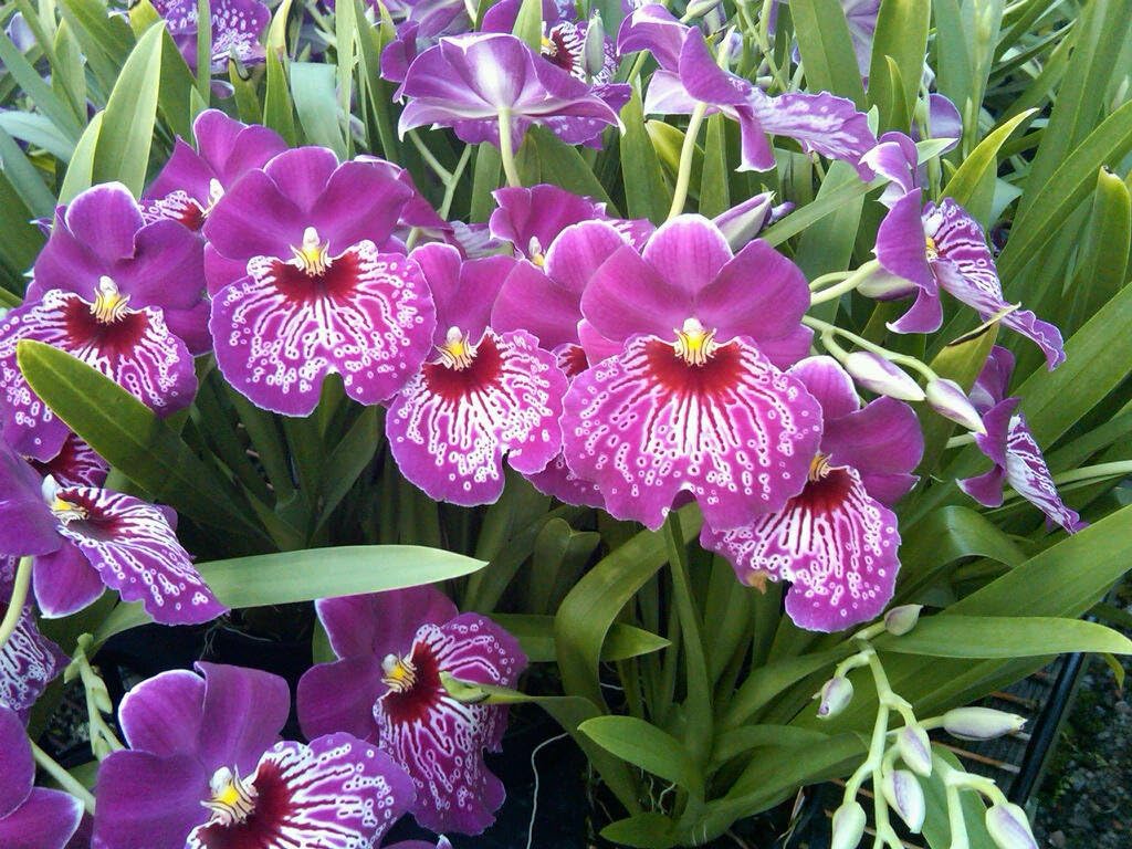 Think Pink! Miltoniopsis Morris Chestnut 'H171' orchid, in spike